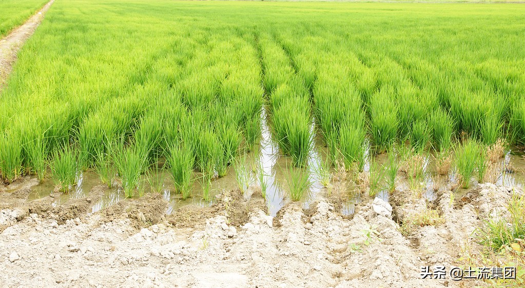 2021年水稻种植补贴最新政策：每亩补贴多少钱？