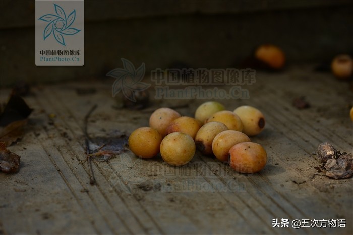一篇教你认清常见水果类型,建议收藏 一篇教你认清常见水果类型,建议收藏