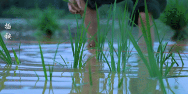 网红李子柒和国家院士袁隆平一起“获奖”？李