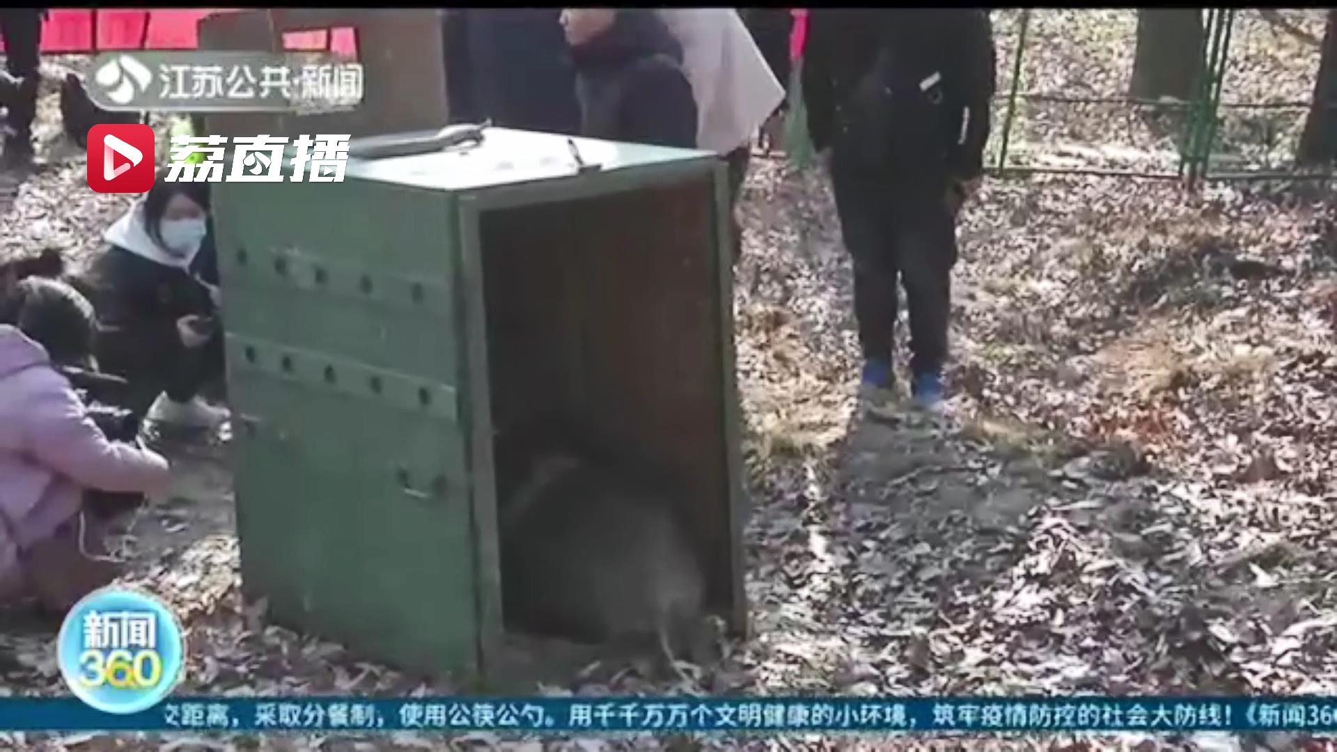 佩戴GPS项圈 南京一被救助野猪回归山林：其境遇反映森林生态健康状况