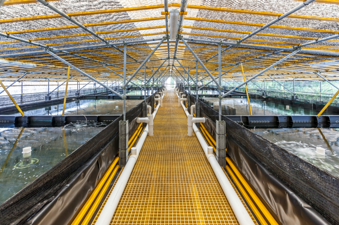 十养九亏工厂化水产养殖不赚钱