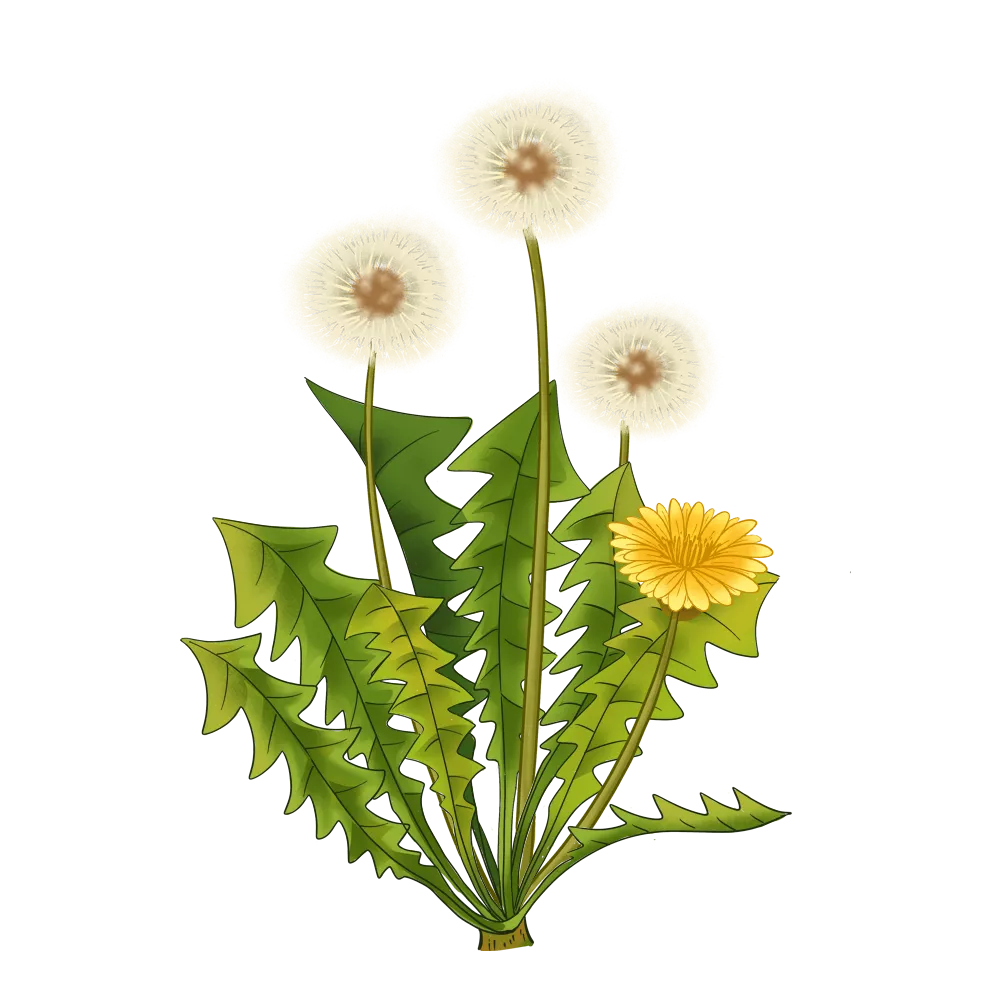 路边的小野花，却被称为“药草皇后”的中草药——蒲公英