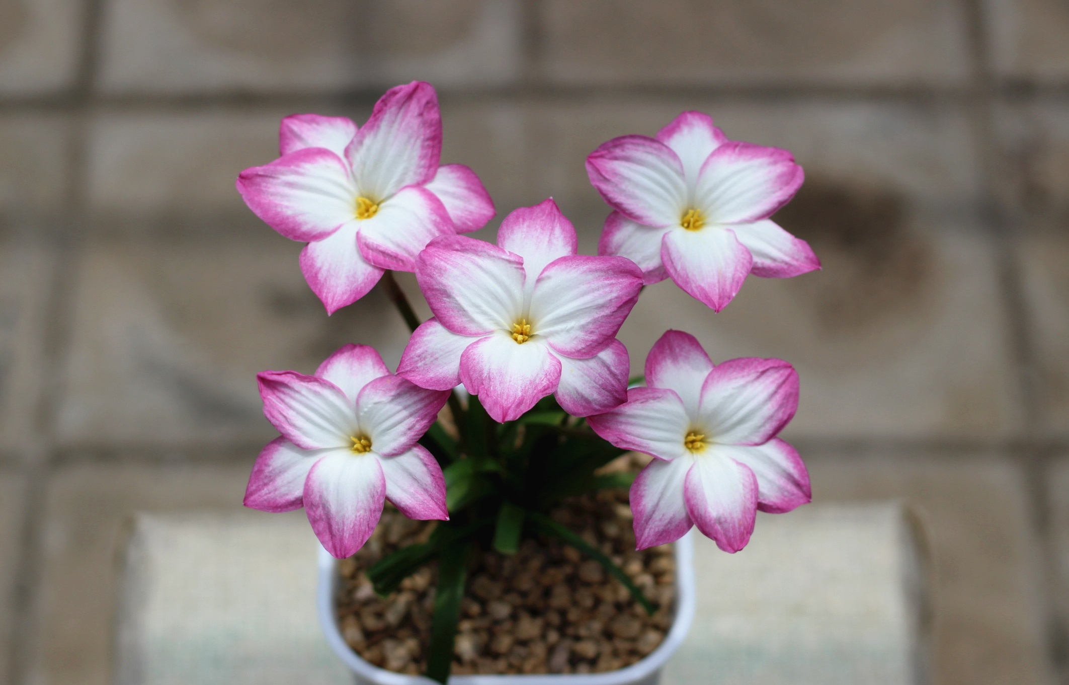 春天适合养啥花 风雨兰 圆胖 好养的球根花卉 花朵又美又香 花声 Mdeditor