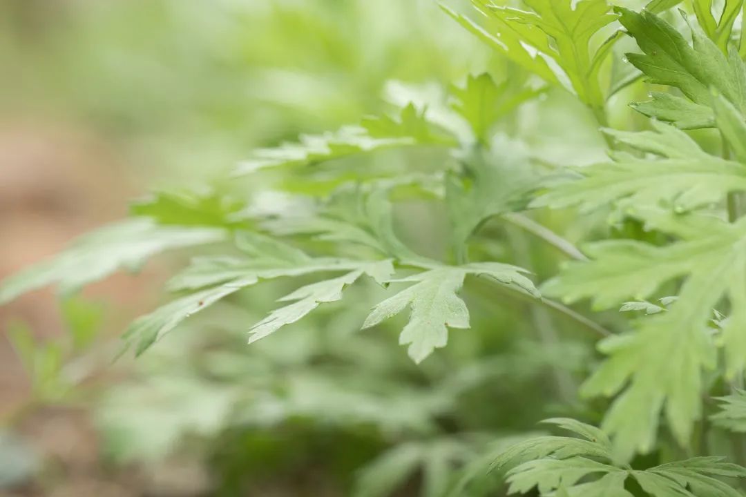 清明时节：“养生草”艾叶这么用，通经络、祛寒湿...超有用