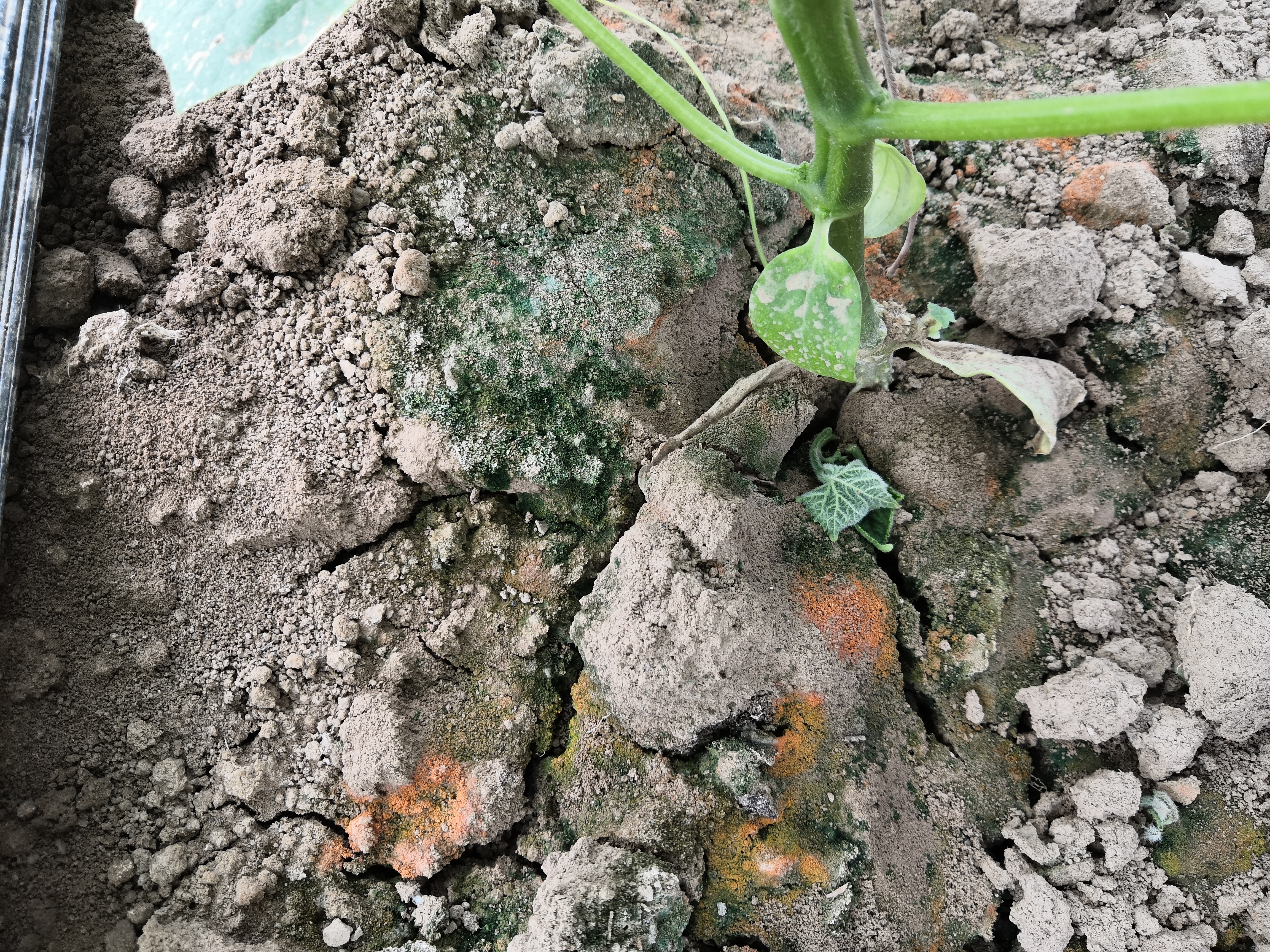 根部病害的罪魁祸首土壤严重破坏解决办法应从根本入手