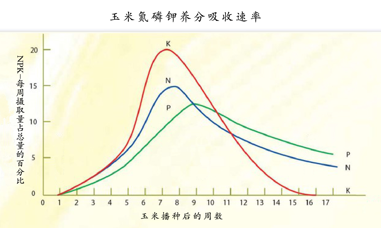 玉米追肥：從成本因素考量，“氮鉀追”和尿素哪種方式劃算？