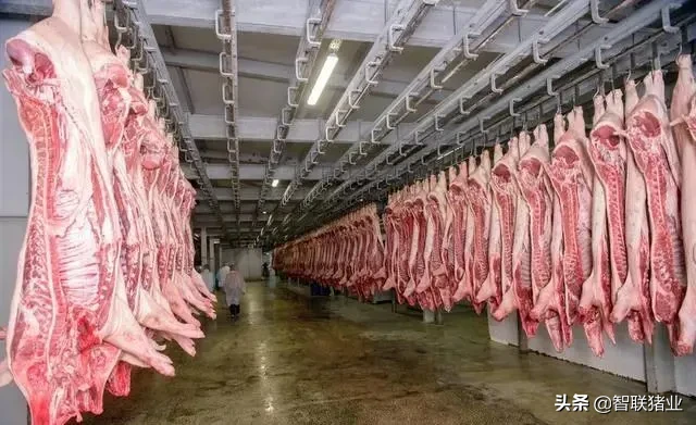 生猪刚跌到10元，又反弹了！网友：还能吃到平价