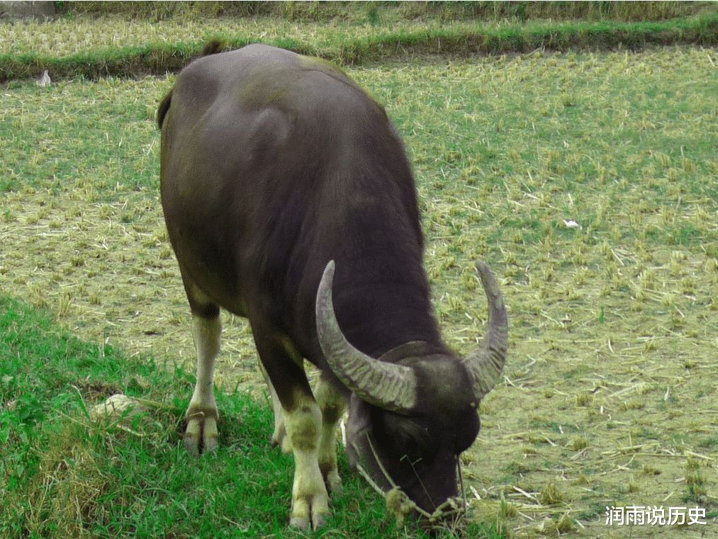 朱温坑人太狠没商量，60年后郭威称帝免租金，百姓总算甩掉阎王账