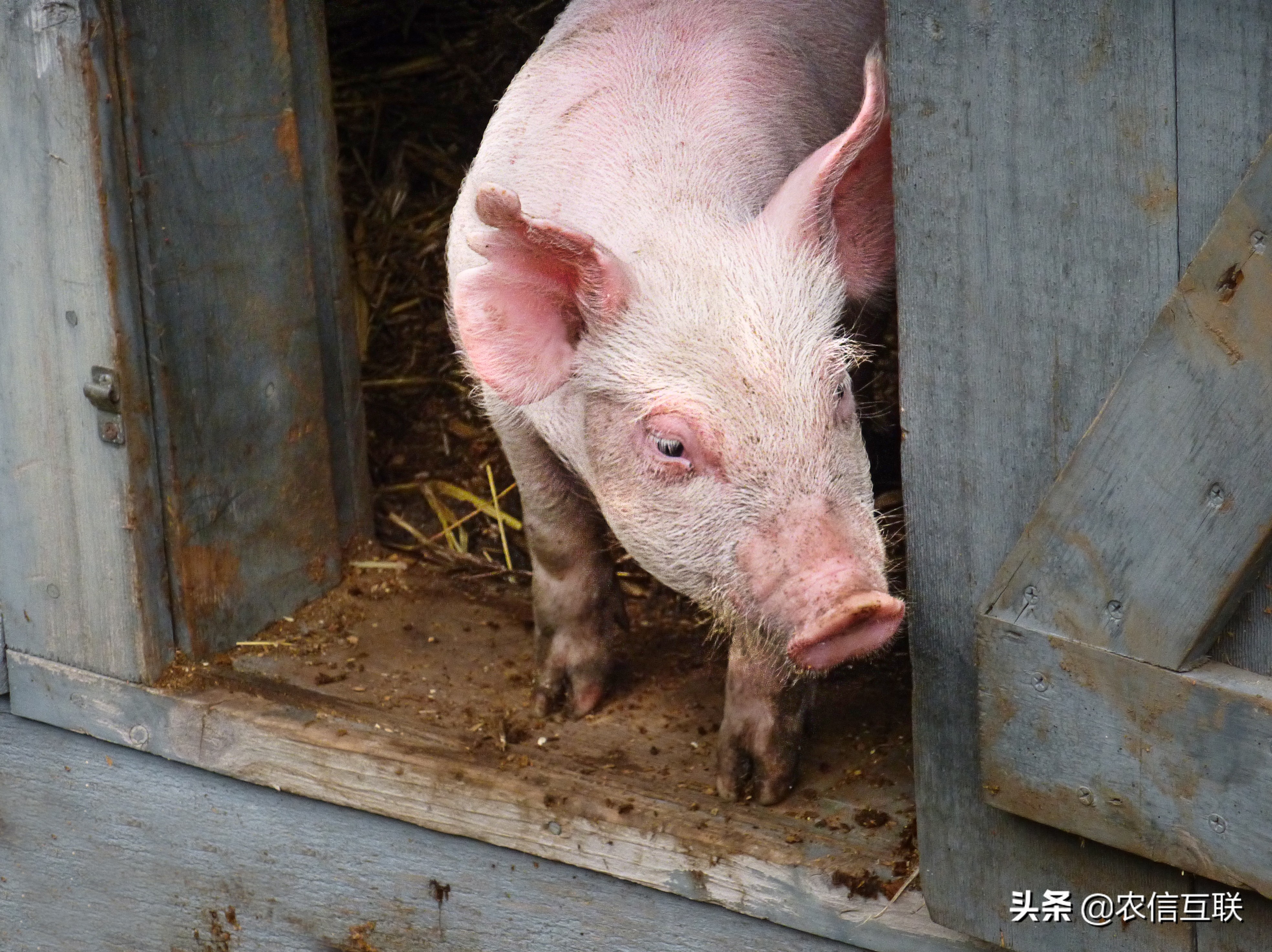 今日猪价行情（猪价刚涨又跌，咋回事？原因没那么简单）