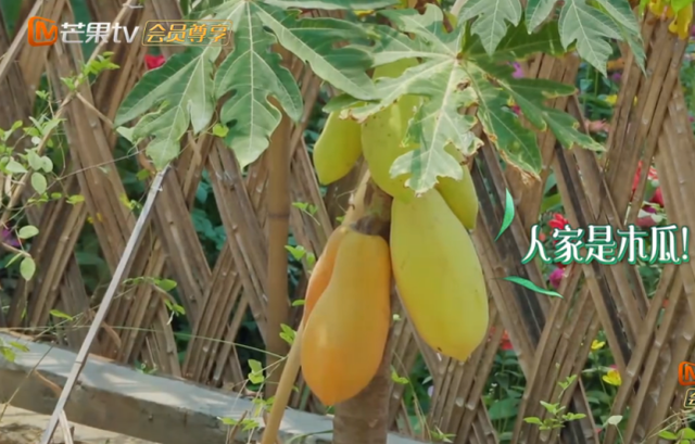 何炅录制节目错叫木瓜当芒果，黄磊一语纠正缓解尴尬，何炅当场懵