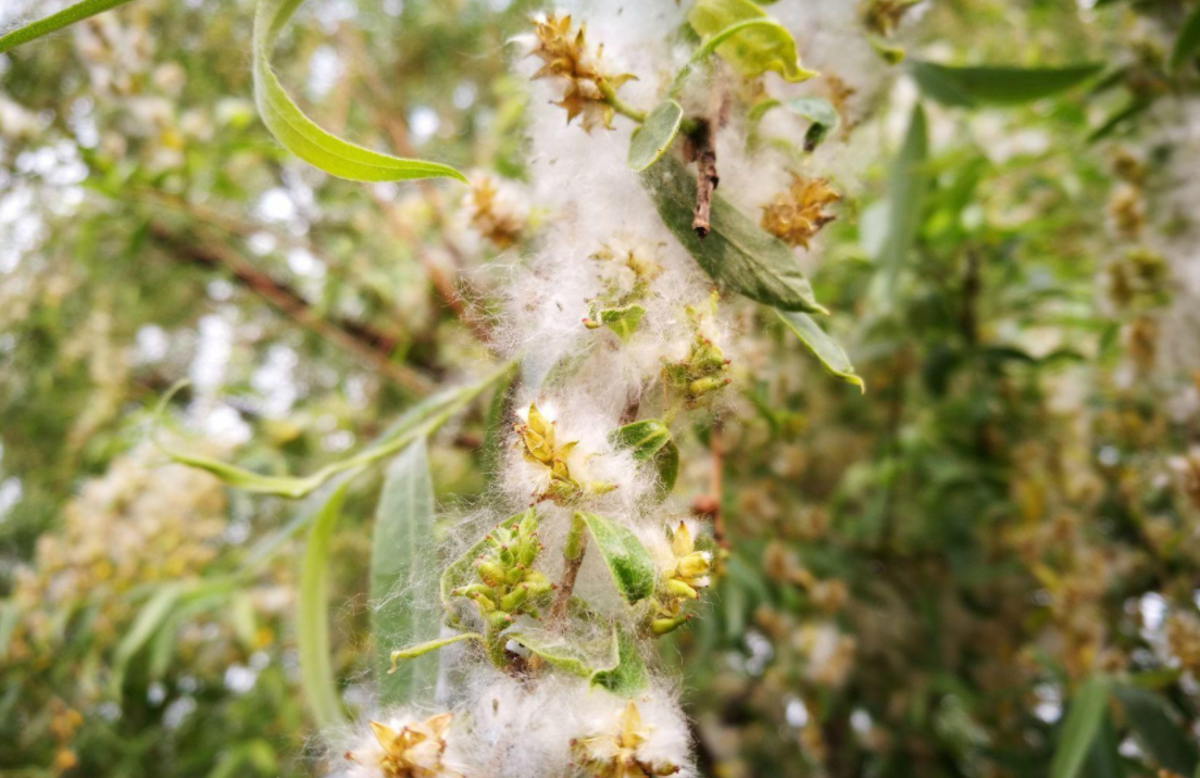 北京又在飞絮了！为什么不把杨柳树换掉？看了