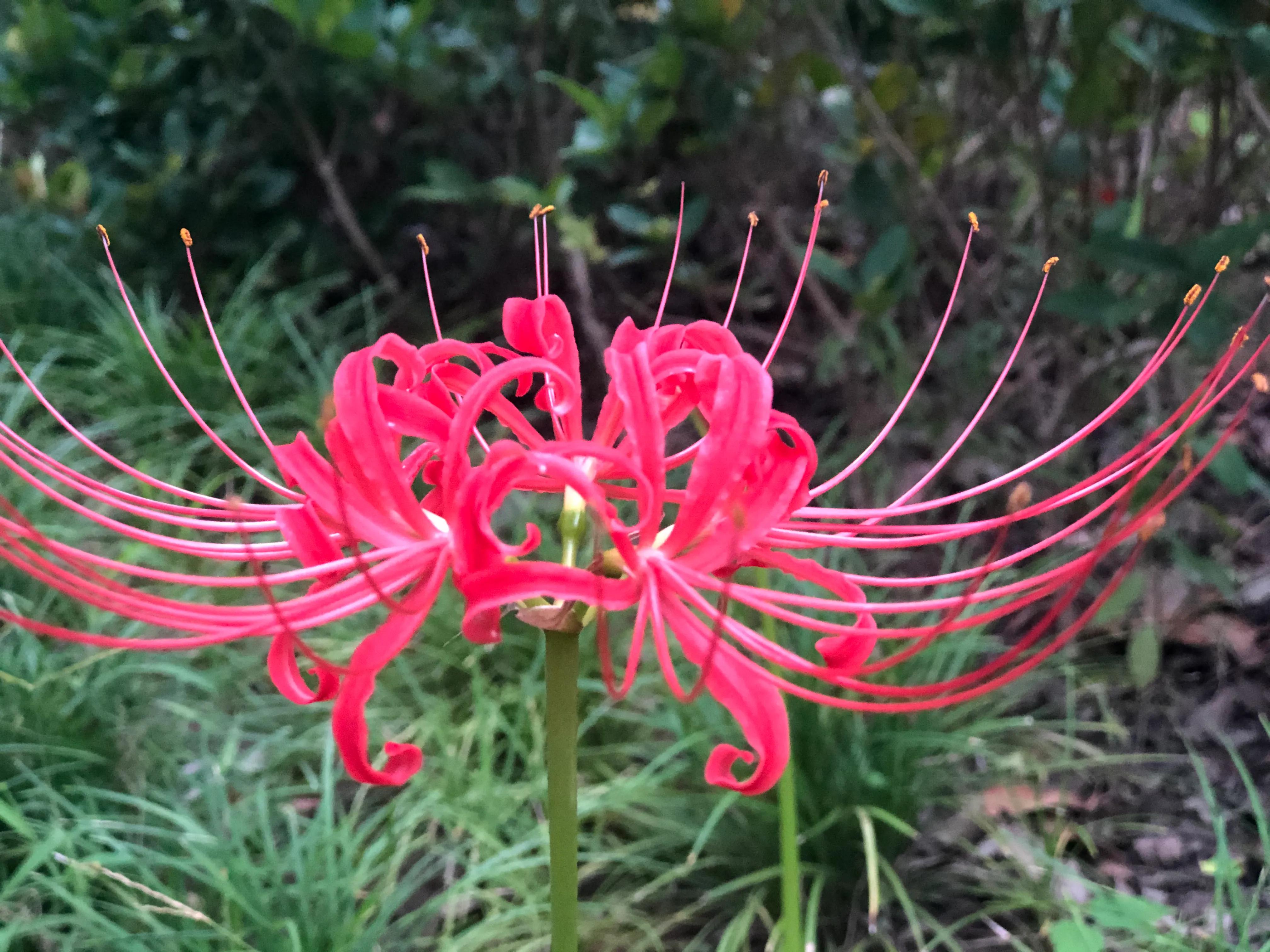 傳說中的彼岸花 侍花弄草 Mdeditor