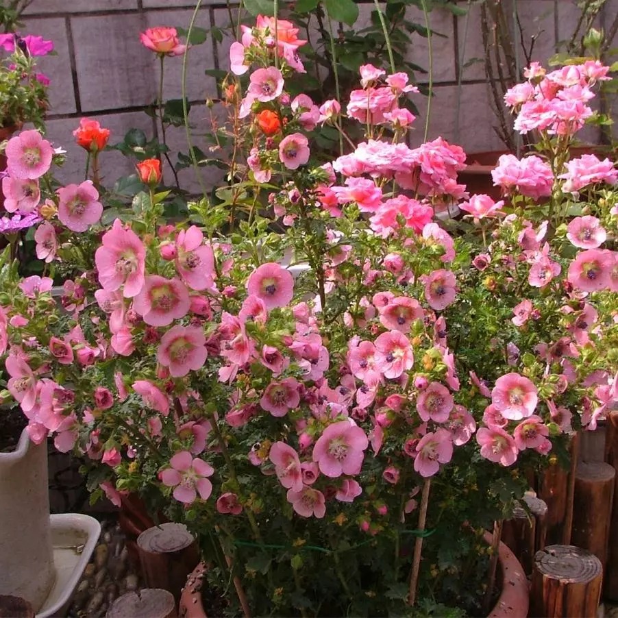 夏天在院子里种这10种花，花园想不好看都难了