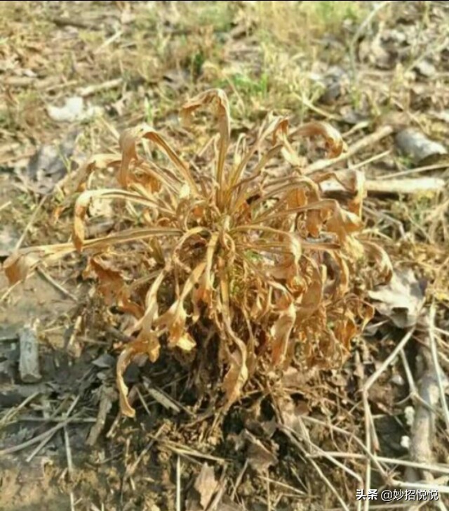 除草剂根本不用买.从来都是自己做，一块多钱一大桶，效果超级好-第9张图片-农百科