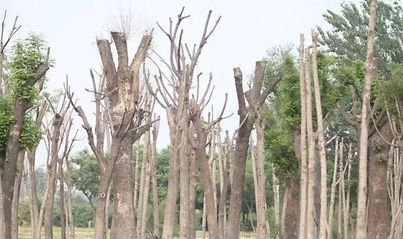 园林植物栽植养护十八问（实用技术要点）