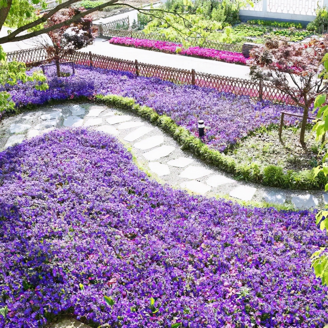 “第二届金秋郁金香花园节——骑士文化生活”来了