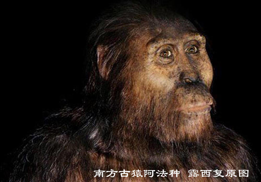 进化：人类从猿到人的这几百万年