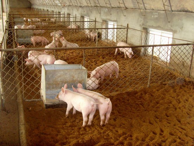 生物发酵床养猪新技术