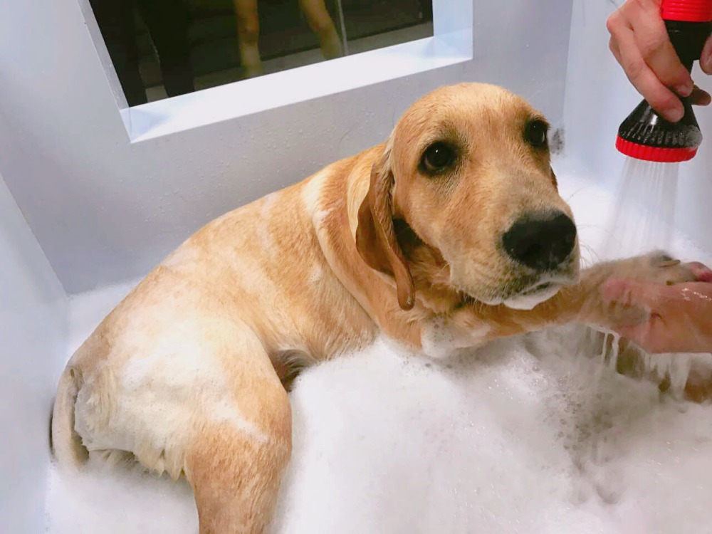 主人切记！狗狗有6个时候不能洗澡，对它伤害很大