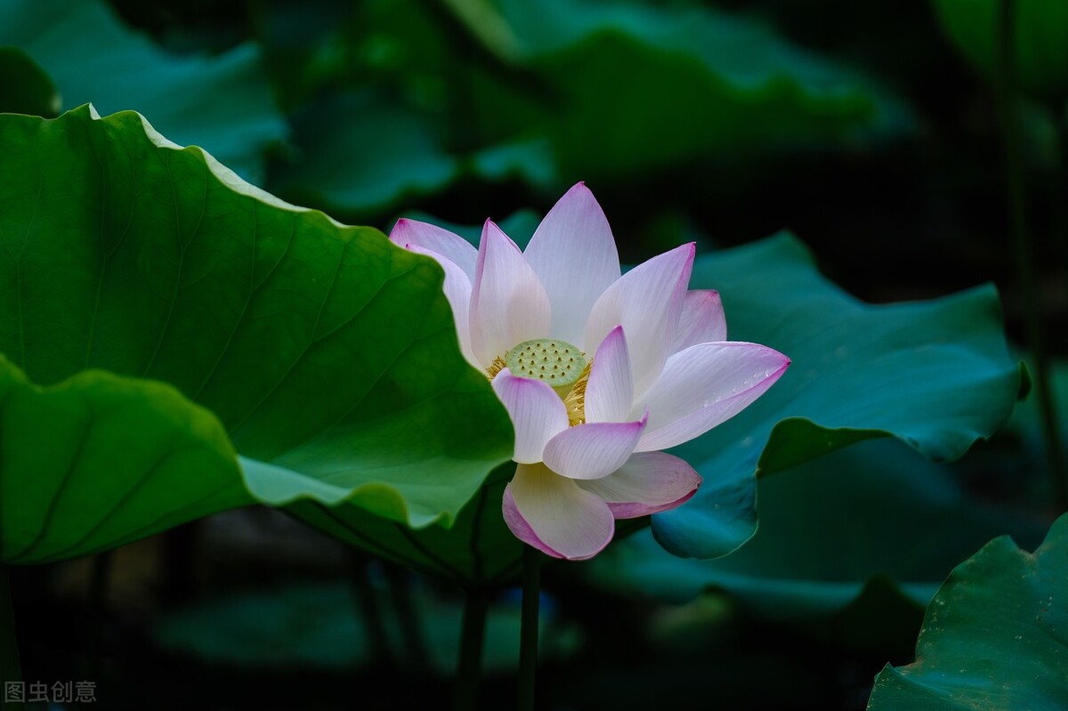 漫卷时光，岁月留香，倚窗听雨思韶华，静数流年入烟霞-第2张图片-非凡网