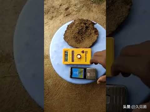 印度用牛糞做出了芯片？ 預計大量出口美國，還能遏制疫情