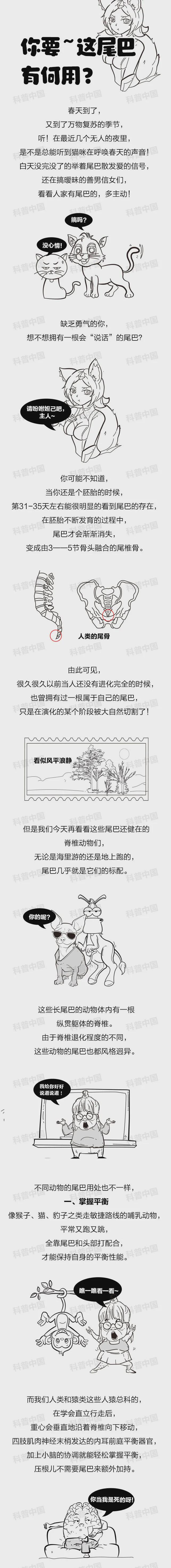 動物長尾巴都是干啥用的？為啥偏偏人類沒有？終于清楚了