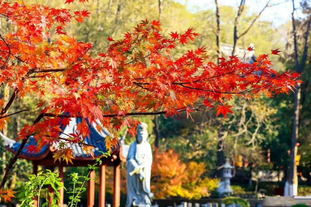 Missing these 14 maple viewing areas in November is equivalent to missing the entire autumn