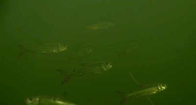 在河中讓鱷魚為之膽寒，在魚缸里受盡欺負，巨狗脂鯉為何要這樣？