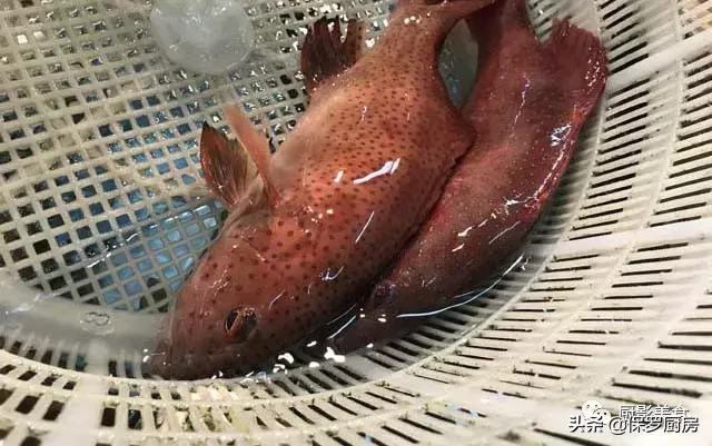 史上最全的顶级“海鱼”海鲜大全,全吃过的你人生就到达了巅峰!