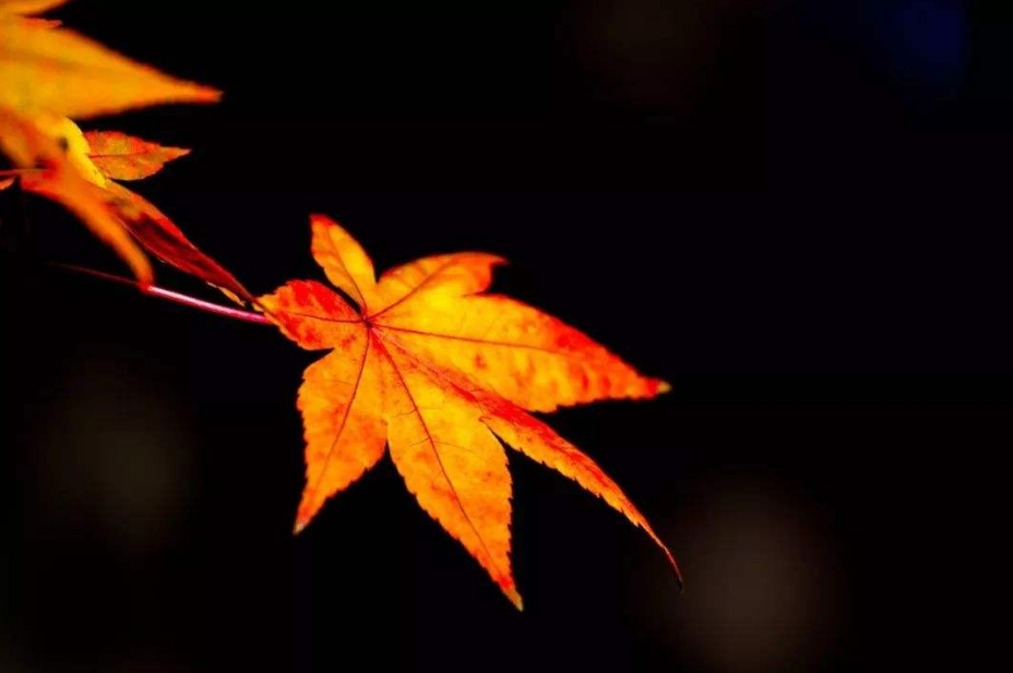 风吹一片叶 万物已惊秋，在古诗词中感悟秋天-第12张图片-诗句网