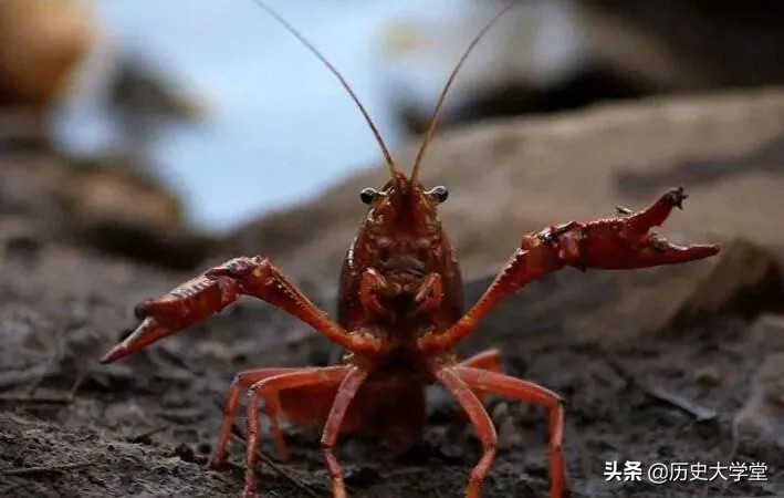 从“市井小食”到“国民夜宵”，小龙虾为何能成为餐饮爆款