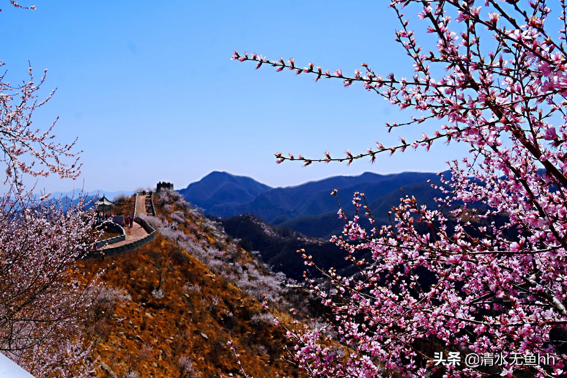 九龙峡，谁把桃花移画中