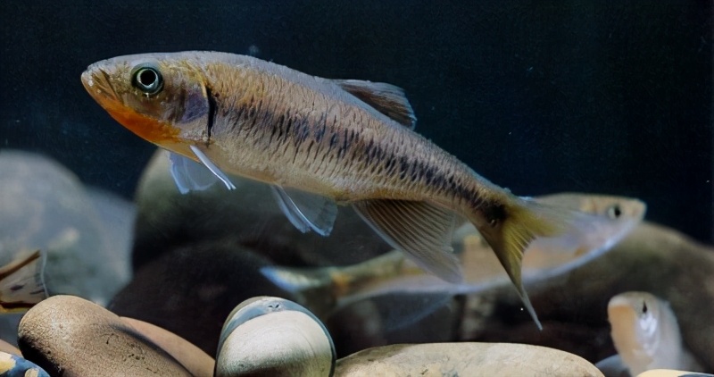 鱼)▼179丽色低线鱲鲤 科barilius pulchellus smith▼178金线[鱼丹]