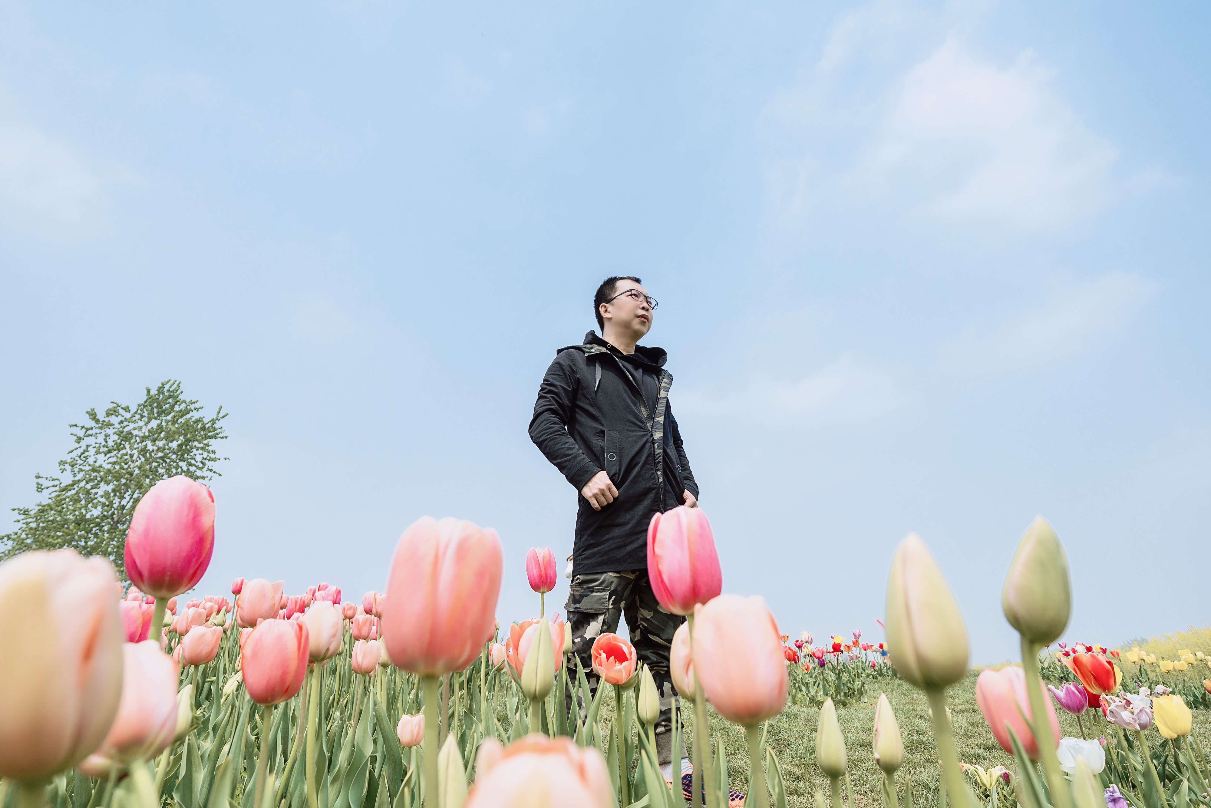 邂逅北京国际鲜花港，弥补错过的遗憾，看郁金香又何必去荷兰