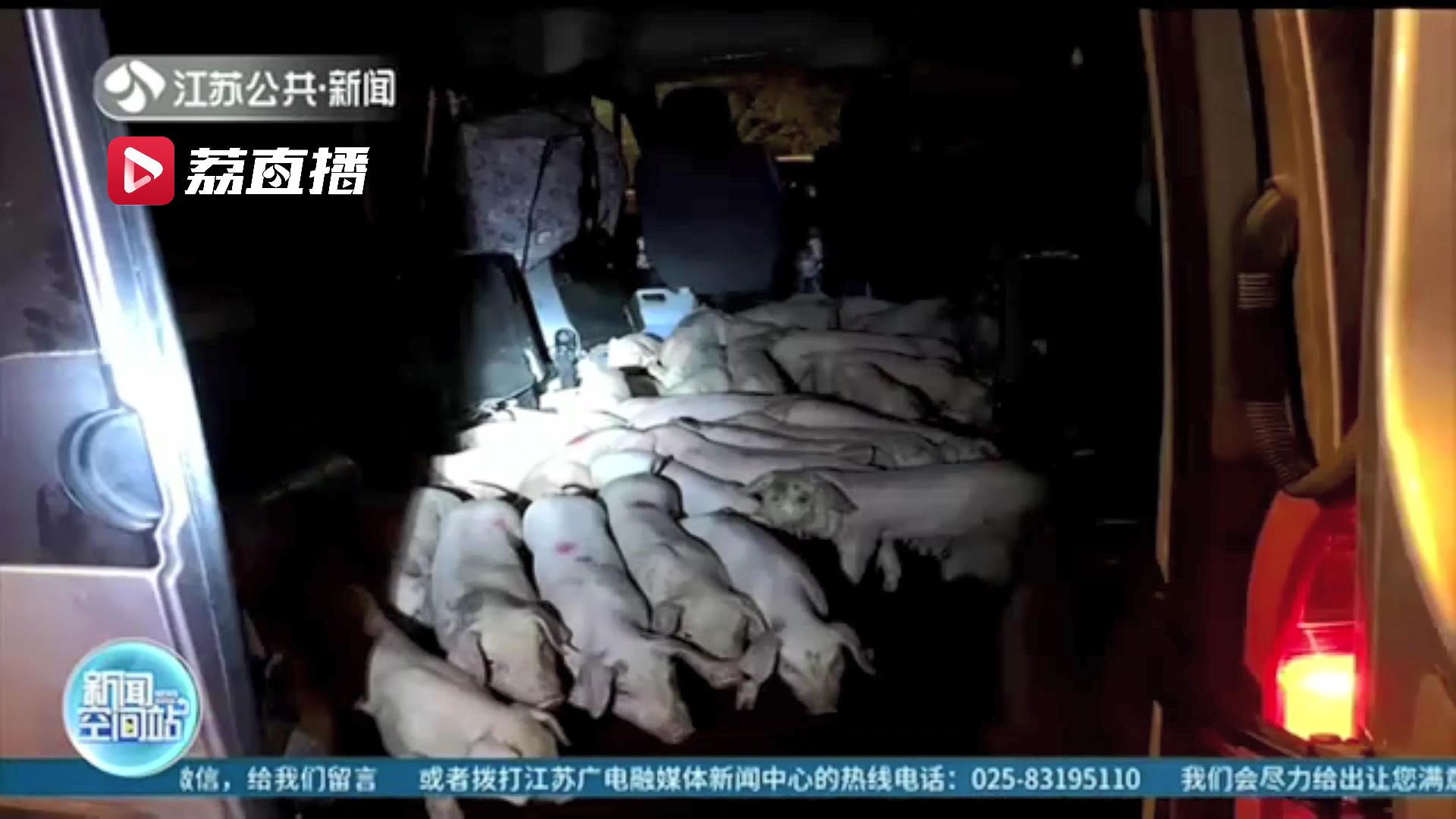 司机私拆座椅塞满60头小猪仔 面包车变成了猪圈