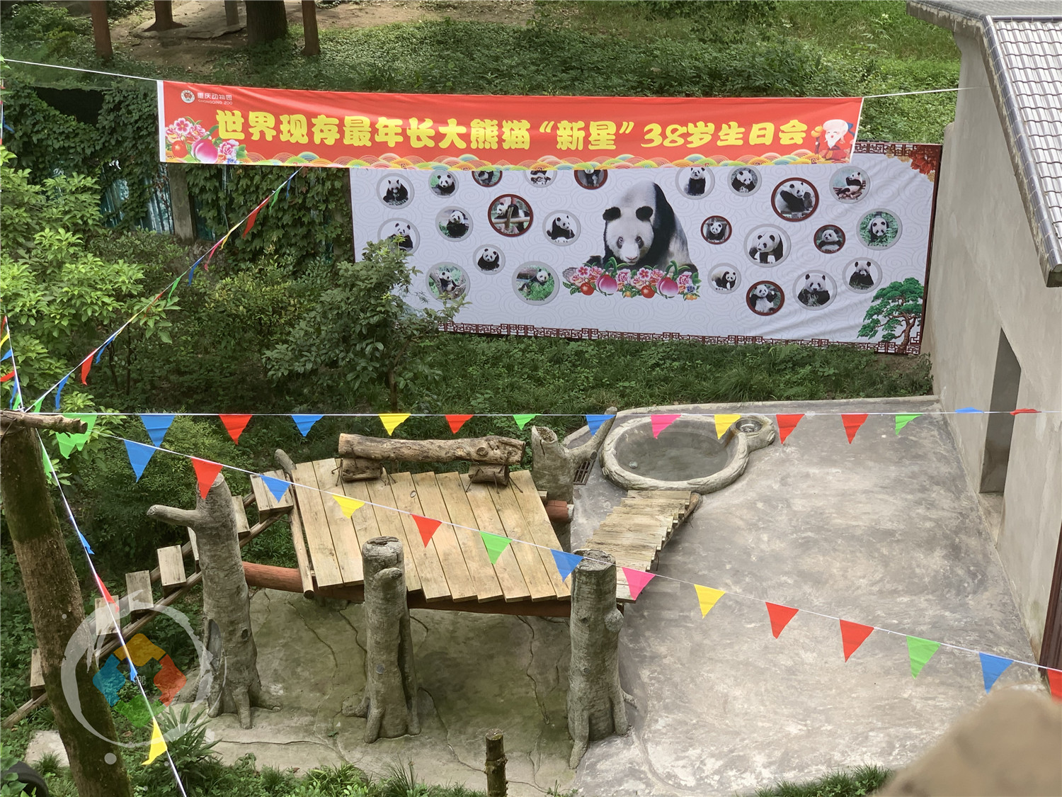 年纪最大的熊猫在哪里？重庆动物园的“新星”，迎来38岁生日