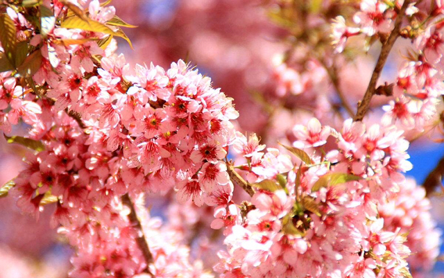 关于百花盛开的唯美诗句 百亩庭中半是苔，桃花净尽菜花开图片
