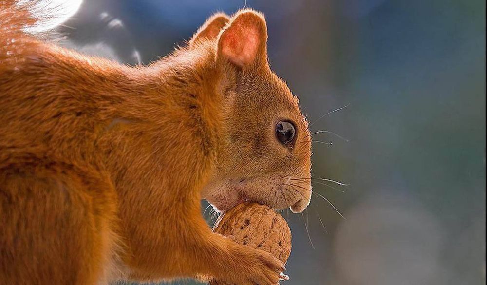今天你爱宠物了吗？五个爱宠小知识