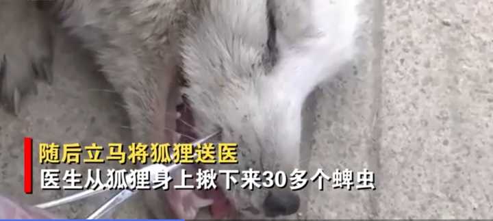 不愧是“狐貍精”，知道“有困難找警察”！東北銀狐進派出所求助