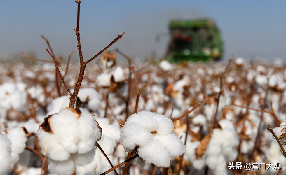 Take you to understand relevant knowledge of cotton, nod assist for top class Xinjiang cotton together