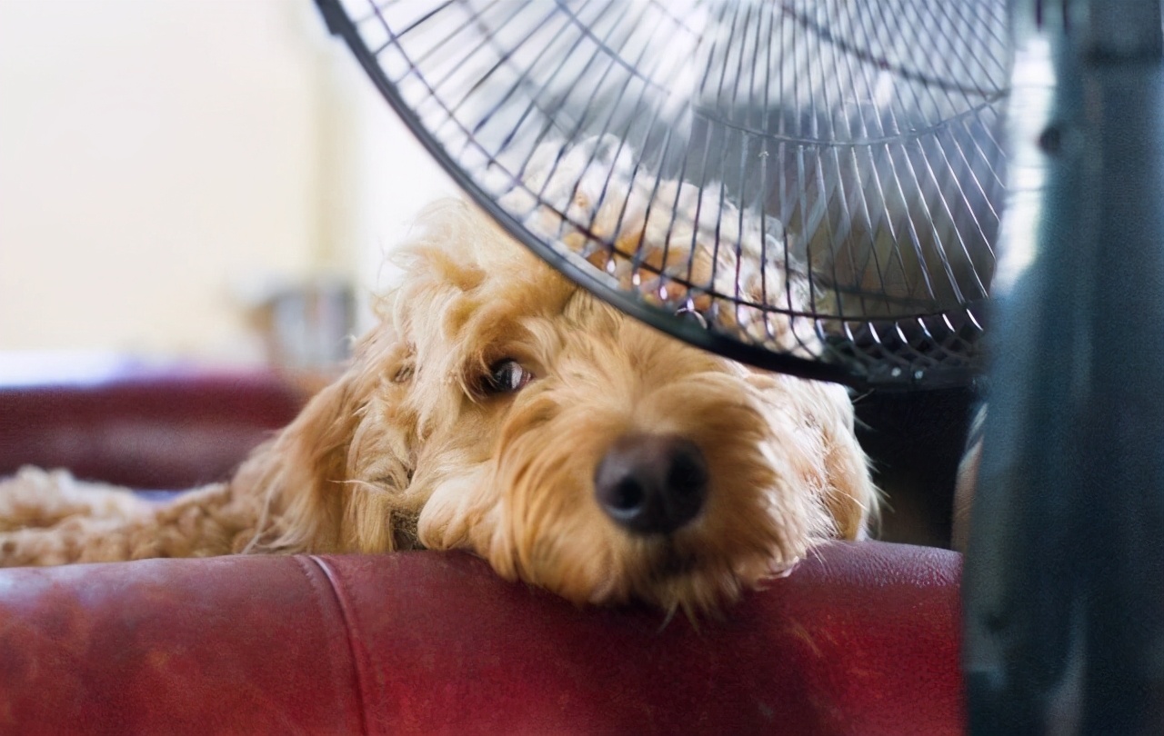 怎么判断狗狗热不热呢？只需看这几点