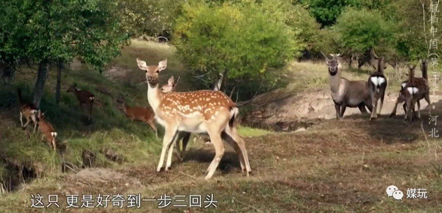 彩蛋不断！这一季《航拍中国》是怎样靠“翻车
