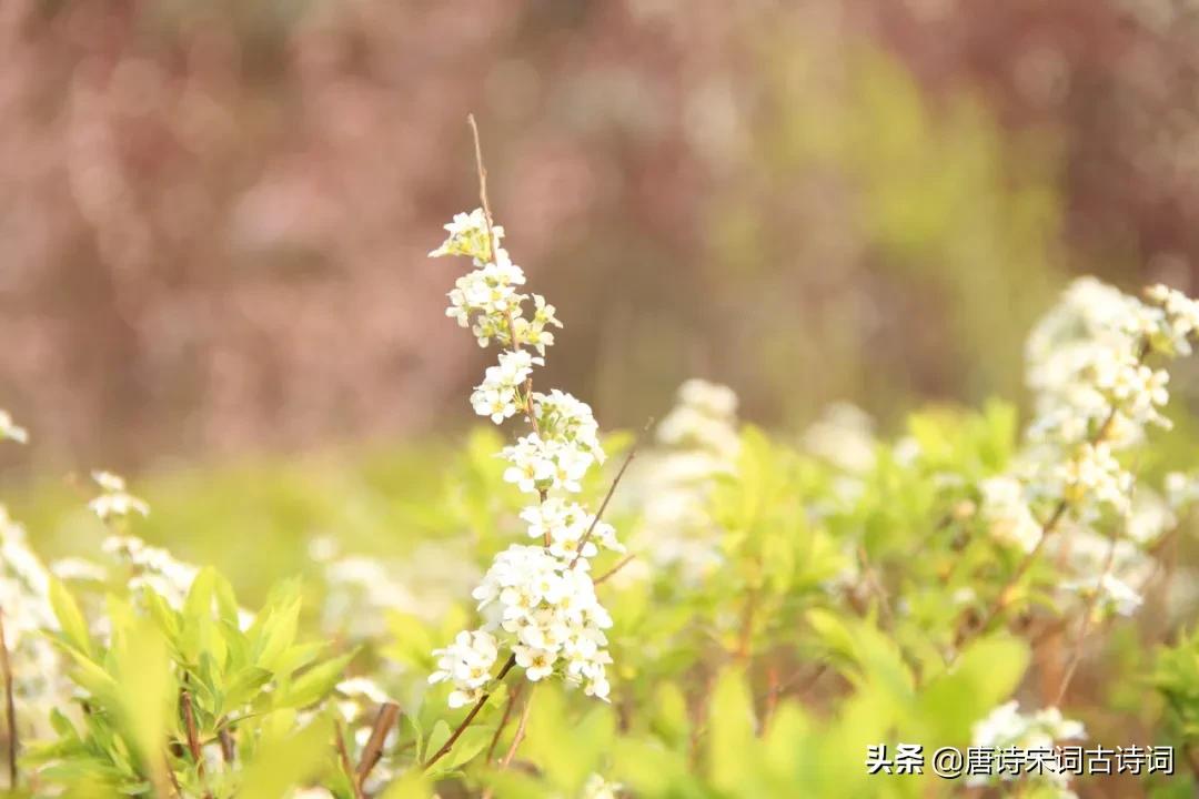 那朵小花，曾开在辛弃疾笔下-第2张图片-非凡网