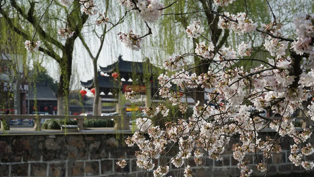 活动回顾｜春来常熟，花开虞城，这个春天一定要来赏花呀