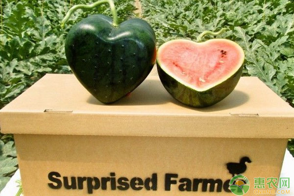 当前心形西瓜多少钱一个？有哪些主要品种？