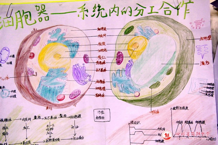 四川省简阳中学怎么样?首届生物学科节(图10)