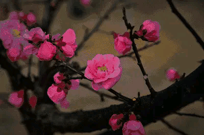 关于梅的诗句大全 梅雪争春未肯降，骚人阁笔费评章图片