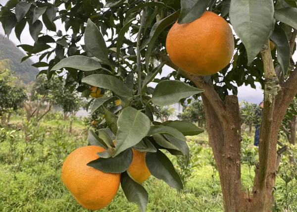 明日见柑橘种植难，3个因素为主，果农如何提高栽培成功率？