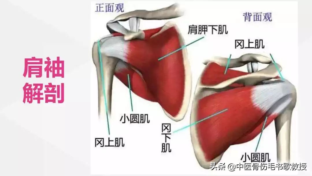 女子肩膀疼痛多日 以為是肩周炎 後來得知 是得了這個病 中醫骨傷毛書歌教授 Mdeditor