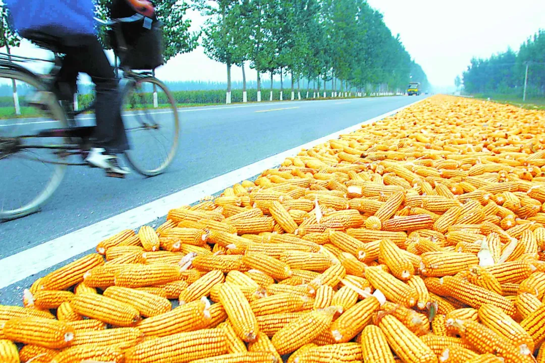 10月22日饲料原料：小麦是玉米价格“天花板”！豆粕还得涨？